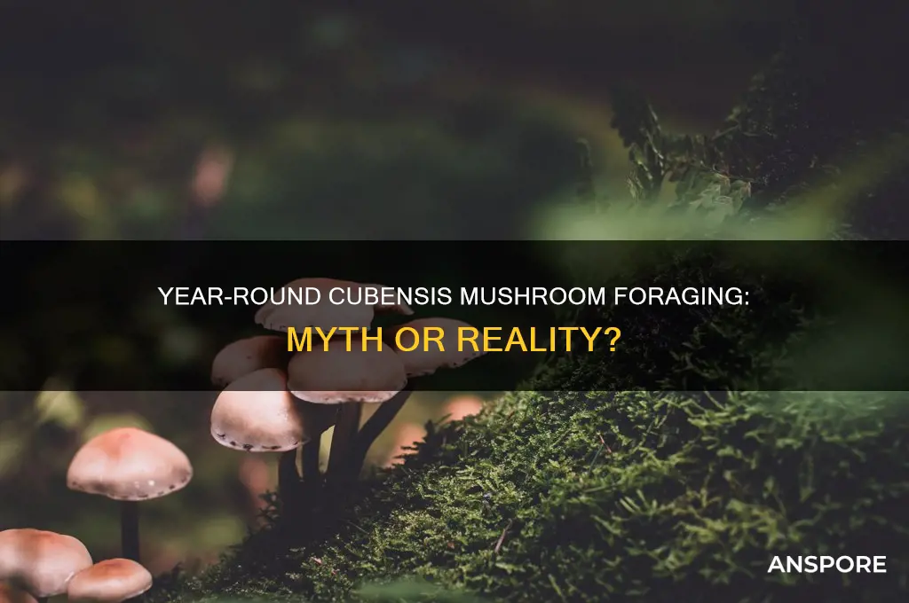 can you find cubenisi mushrooms year round