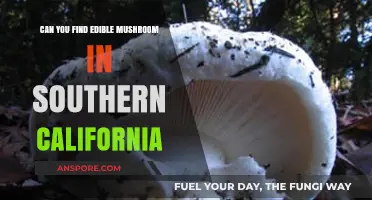 Exploring Southern California's Edible Mushrooms: A Forager's Guide