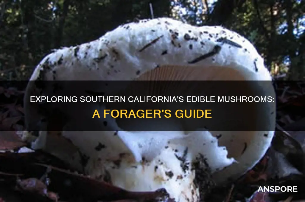 can you find edible mushroom in southern california