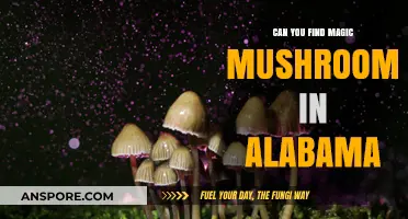 Exploring Alabama's Forests: Are Magic Mushrooms Hidden There?