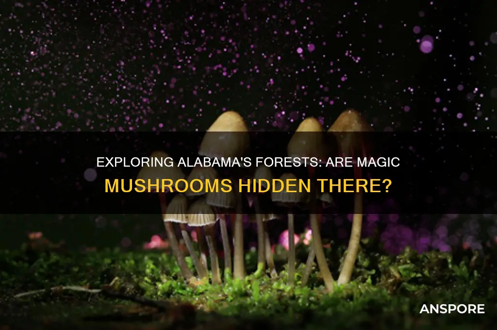 can you find magic mushrooms in alabama