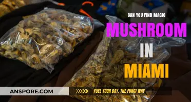 Exploring Miami's Wild Side: The Hunt for Magic Mushrooms