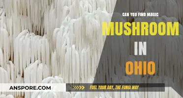 Exploring Ohio's Forests: Are Magic Mushrooms Hidden Here?
