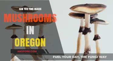 Exploring Oregon's Forests: Where to Find Magic Mushrooms Legally