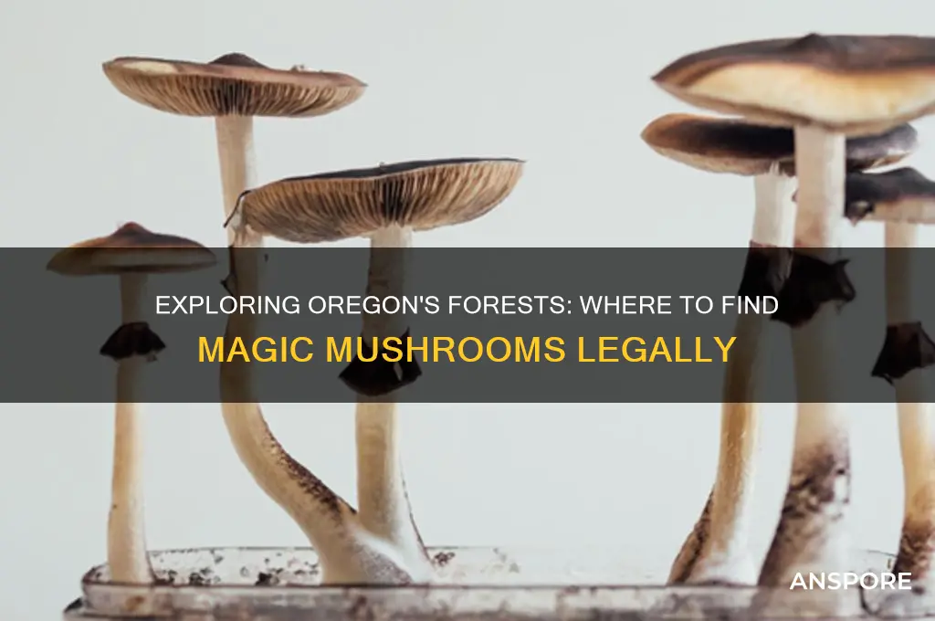 can you find magic mushrooms in oregon