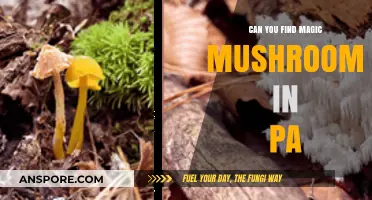Exploring Pennsylvania's Forests: Can You Find Magic Mushrooms in PA?