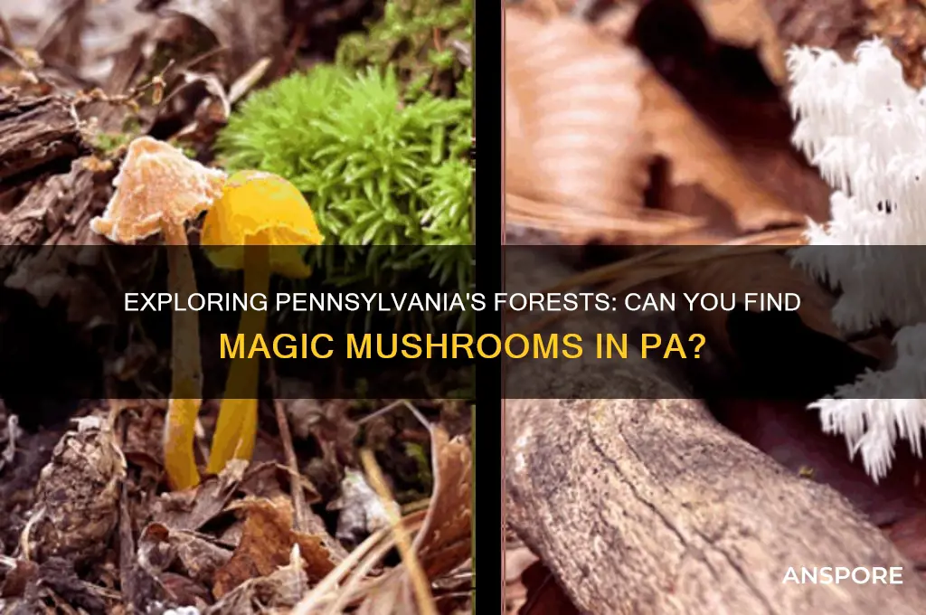 can you find magic mushrooms in pa