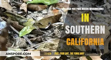 Exploring Southern California's Forests: A Guide to Finding Magic Mushrooms