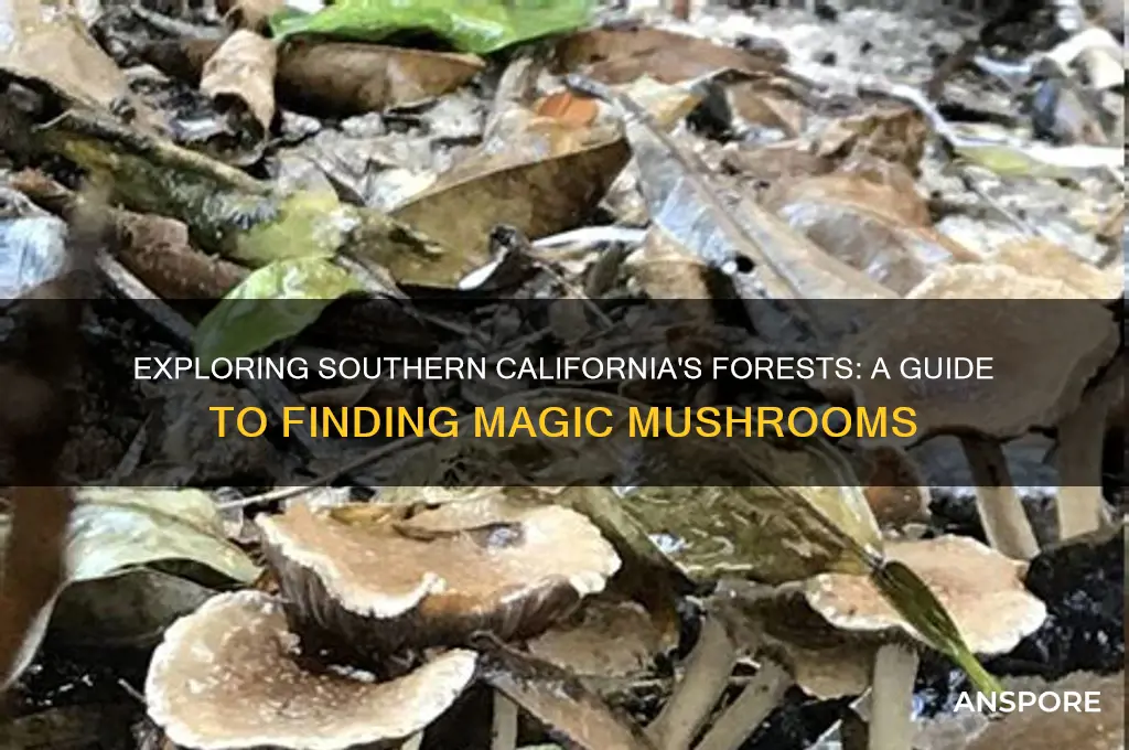 can you find magic mushrooms in southern california