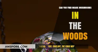 Exploring the Woods: Unveiling the Mystery of Magic Mushrooms