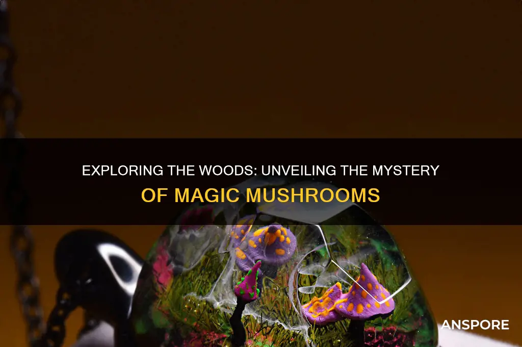 can you find magic mushrooms in the woods