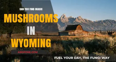 Exploring Wyoming's Wilderness: Are Magic Mushrooms Hidden in Its Forests?