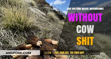 Finding Magic Mushrooms: Cow-Free Spots and Natural Alternatives