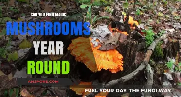 Year-Round Magic Mushroom Foraging: Myth or Reality?