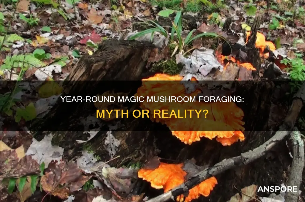 can you find magic mushrooms year round