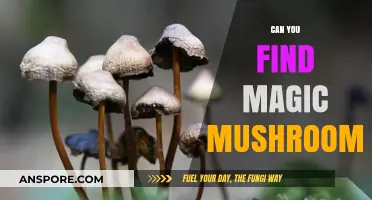 Discovering Magic Mushrooms: A Guide to Finding Psychedelic Fungi Safely