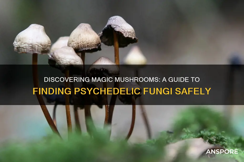 can you find magic mushrooms