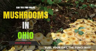 Exploring Ohio's Forests: Are Magic Mushrooms Hidden There?