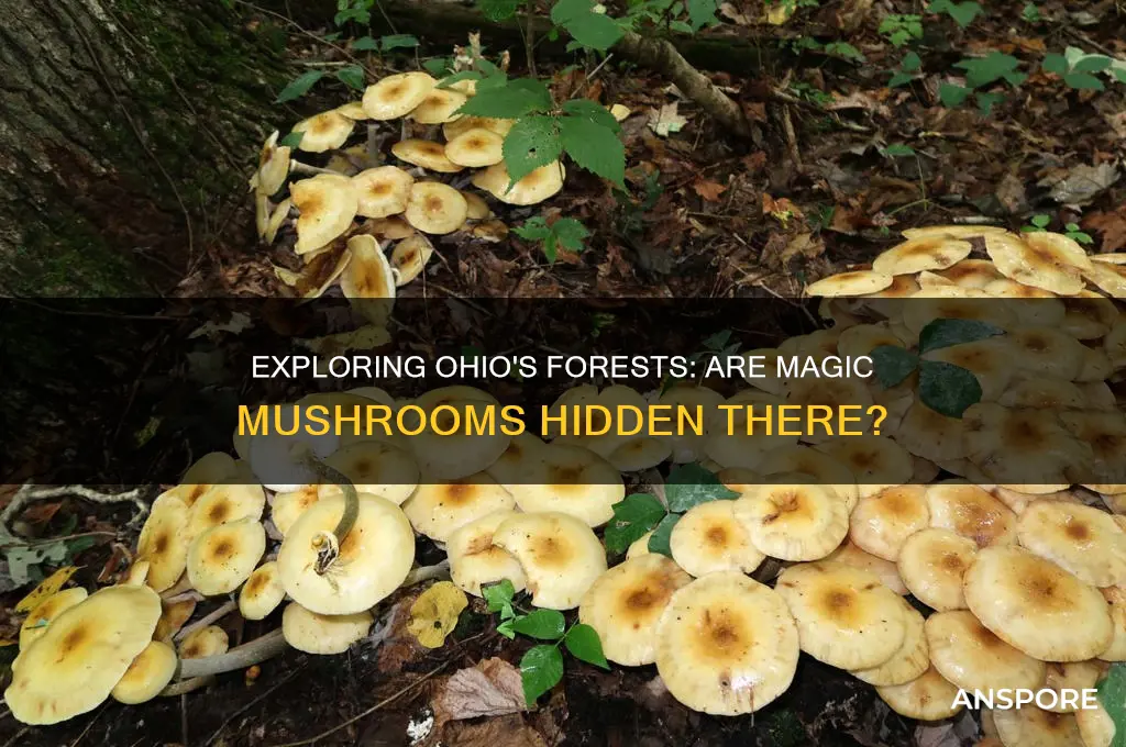 can you find majic mushrooms in ohio