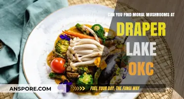 Exploring Draper Lake OKC: Ethical Mushroom Foraging Adventures Await