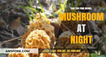 Nighttime Morel Hunting: Tips for Finding Mushrooms After Dark