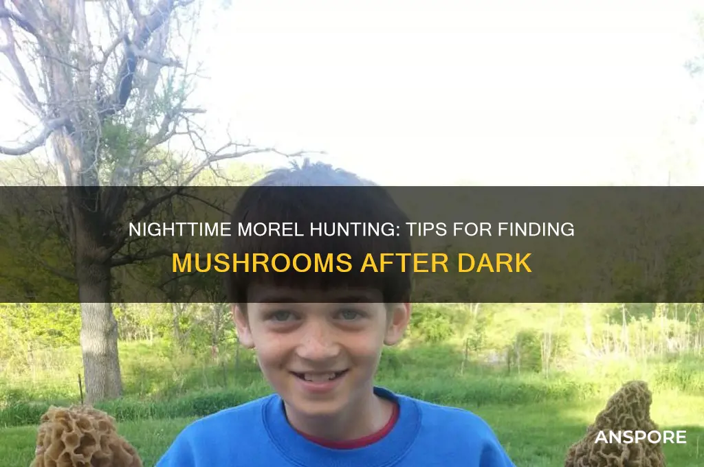 can you find morel mushrooms at night