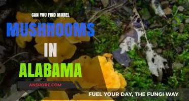 Discovering Morel Mushrooms in Alabama: A Forager's Guide to Success