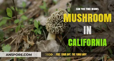 Exploring California's Forests: Where to Find Morel Mushrooms