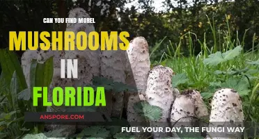 Exploring Florida's Forests: Can You Find Morel Mushrooms in the Sunshine State?