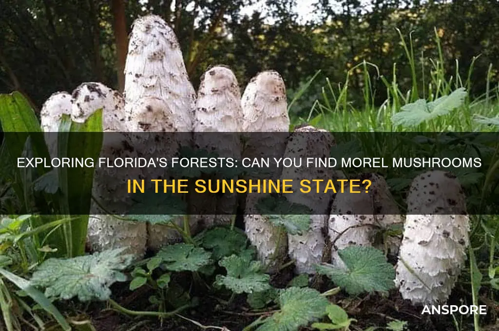 can you find morel mushrooms in florida