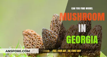 Discovering Morel Mushrooms in Georgia: A Forager's Guide to Success
