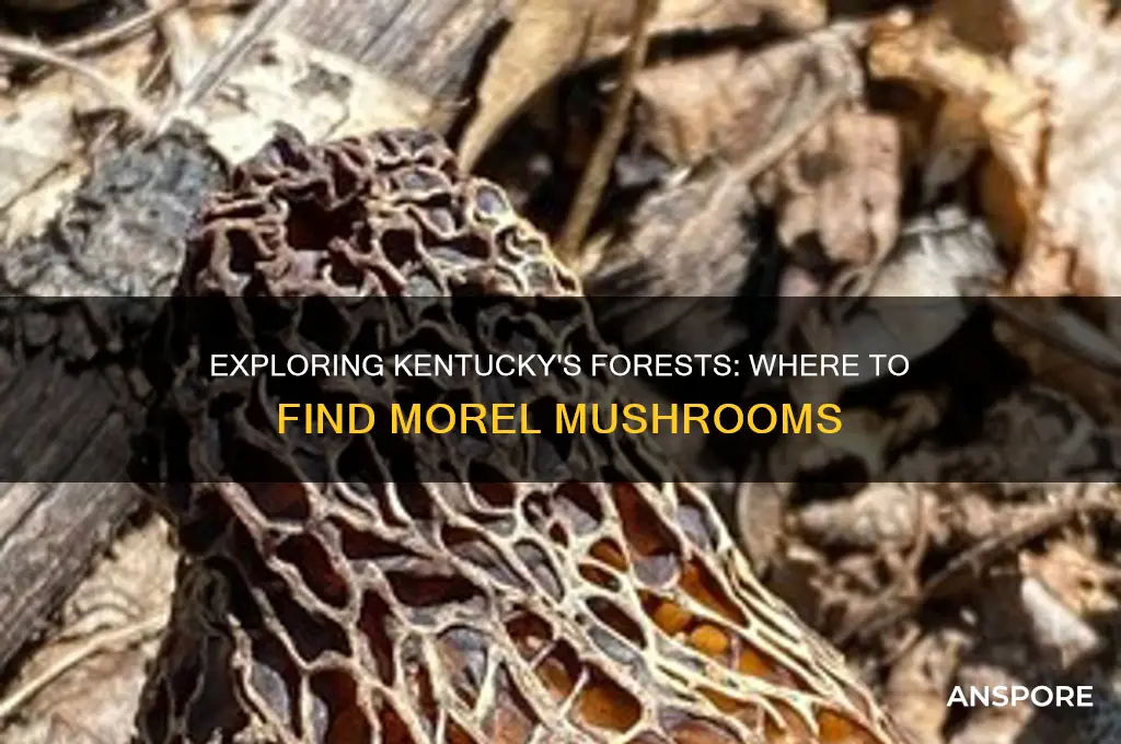 can you find morel mushrooms in kentucky