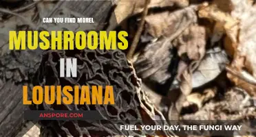 Discovering Morel Mushrooms in Louisiana: A Forager's Guide to Success