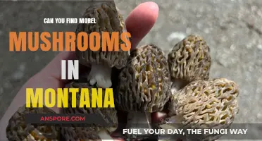 Exploring Montana's Forests: Where to Find Morel Mushrooms in the Wild