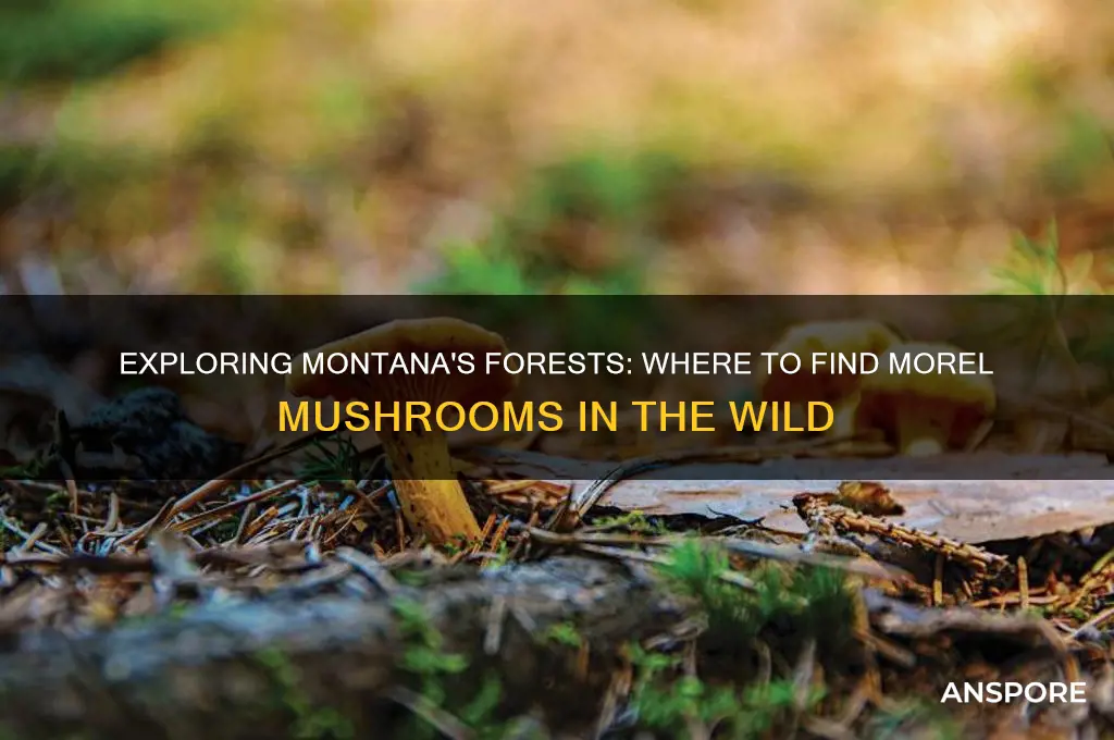 can you find morel mushrooms in montana