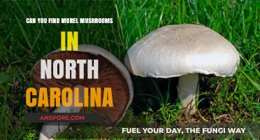 Discovering Morel Mushrooms in North Carolina: A Forager's Guide