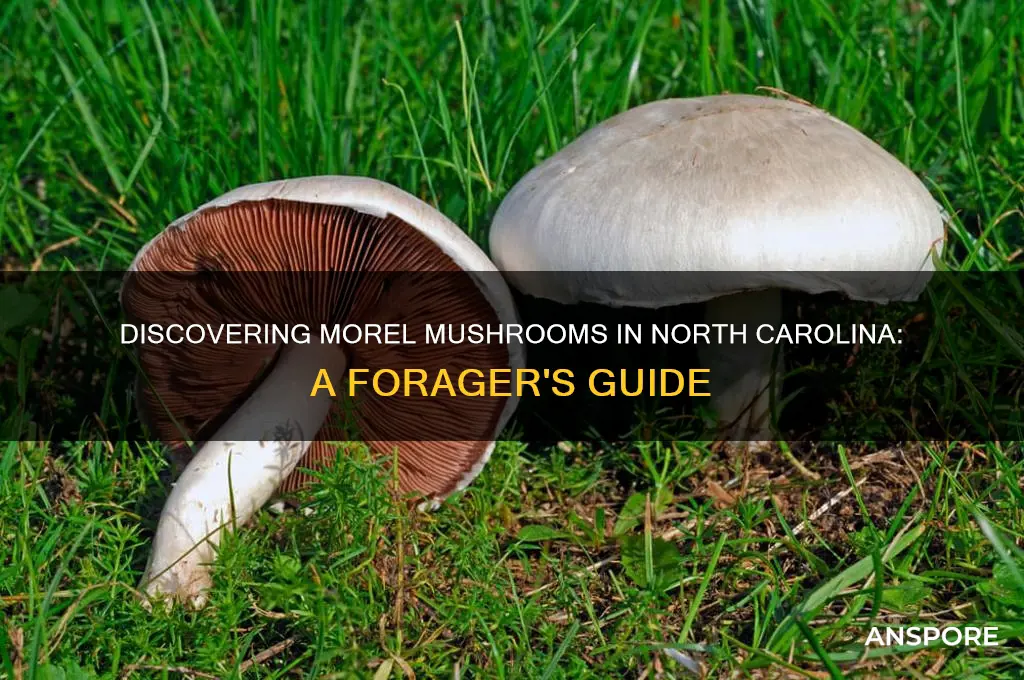 can you find morel mushrooms in north carolina