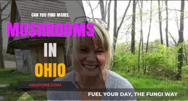 Discovering Morel Mushrooms in Ohio: Tips, Locations, and Best Practices