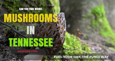 Discovering Morel Mushrooms in Tennessee: A Forager's Guide to Success