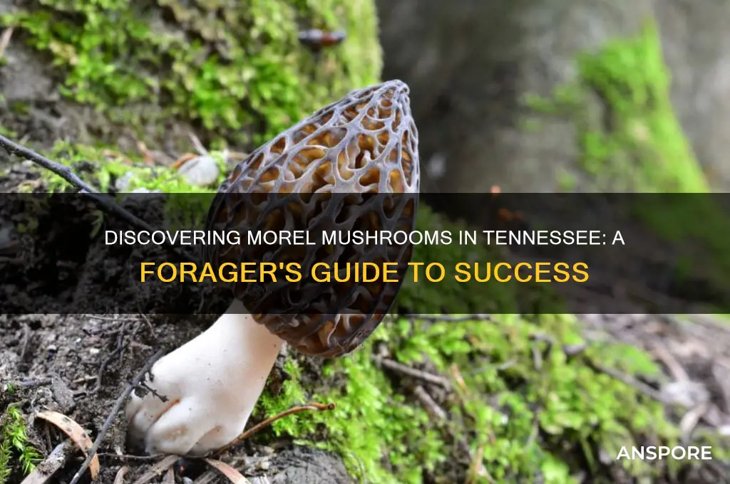 can you find morel mushrooms in tennessee