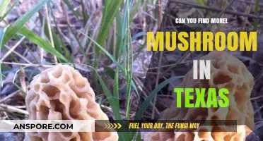 Discovering Morel Mushrooms in Texas: A Forager's Guide to Success
