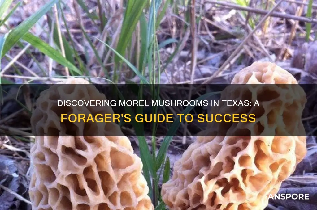 can you find morel mushrooms in texas