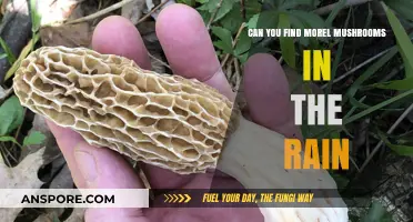 Rainy Day Morel Hunt: Tips for Finding Mushrooms in Wet Weather