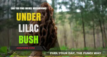 Finding Morel Mushrooms: The Lilac Bush Connection Explained