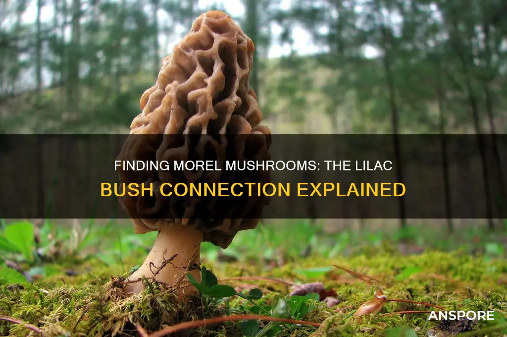 can you find morel mushrooms under lilac bush