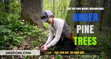 Finding Morel Mushrooms: Pine Trees as a Hidden Treasure Trove