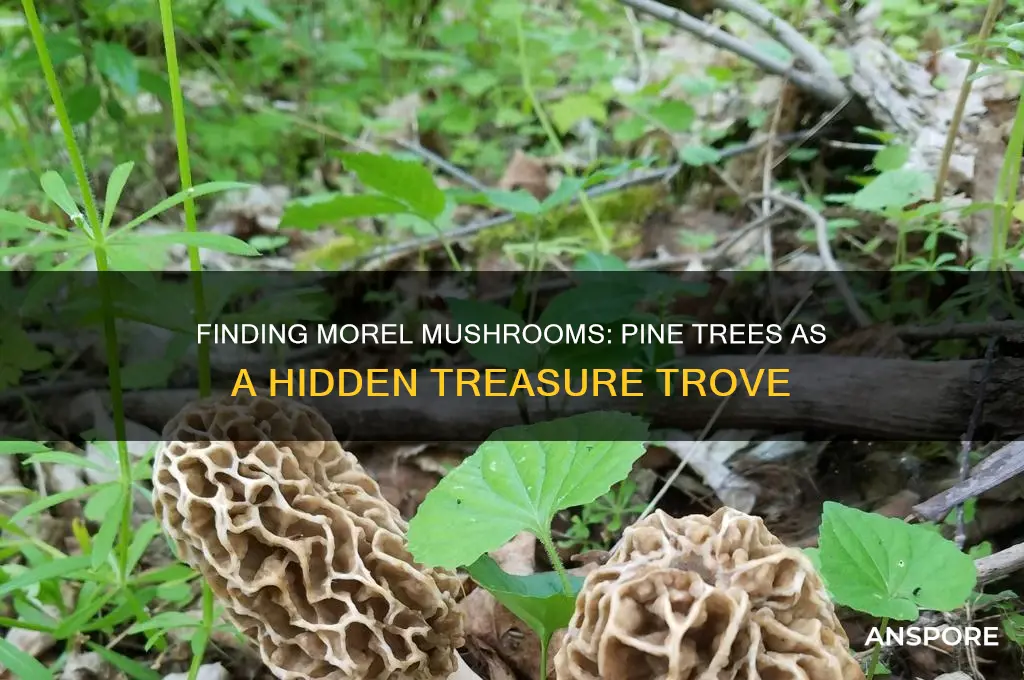 can you find morel mushrooms under pine trees