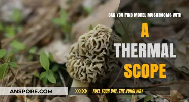 Thermal Scopes for Morel Hunting: Myth or Mushroom-Finding Magic?