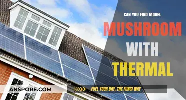 Using Thermal Imaging to Locate Morel Mushrooms: Fact or Fiction?