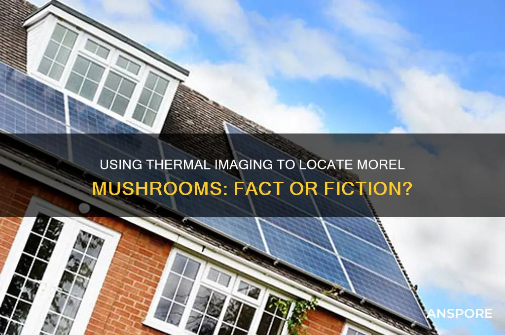 can you find morel mushrooms with thermal